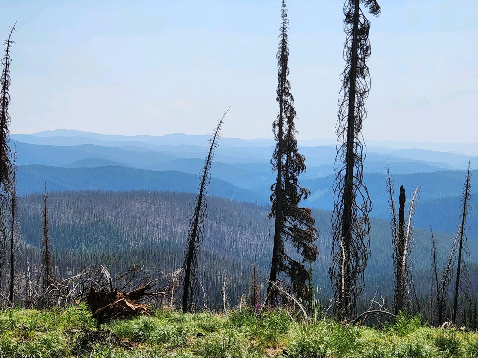 After wildfires, ranchers face 2-year delay to graze cattle on federal land – is it doing more harm than good?