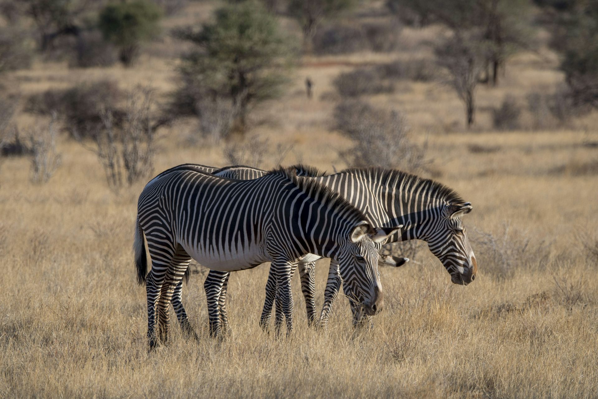 Climate change is making plants less nutritious − that could already be hurting animals that are grazers