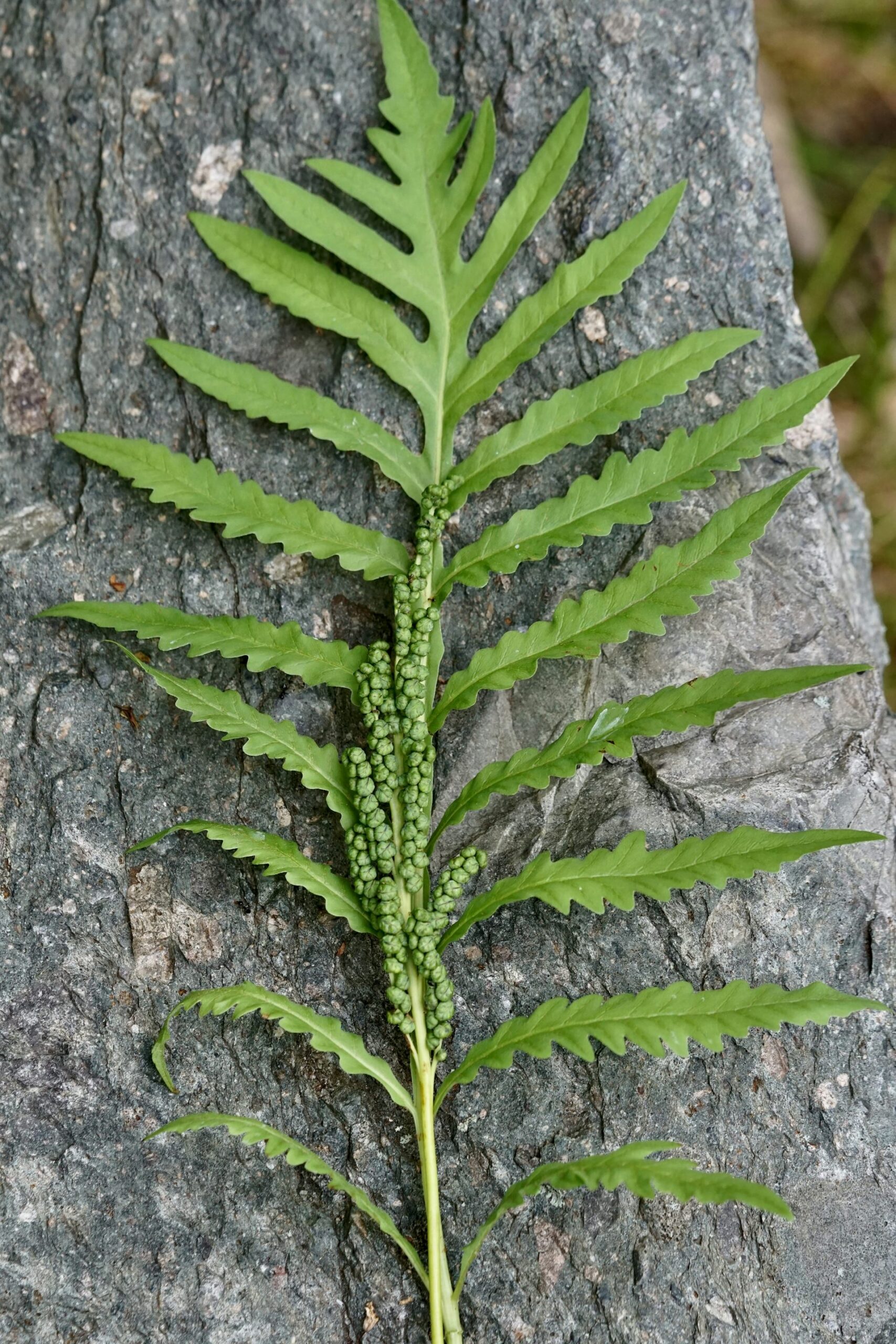 Ferns’ ability to evolve ‘backward’ offers insights into the meandering path of evolution