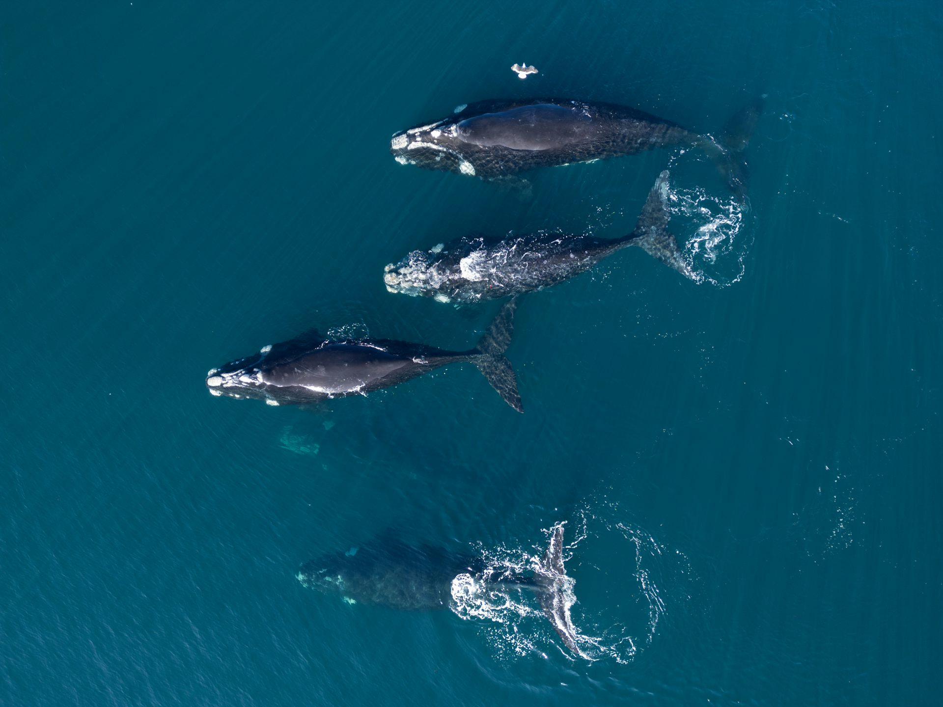 Whales can live way longer than scientists had thought, with potential lifespans as much as double previous estimates