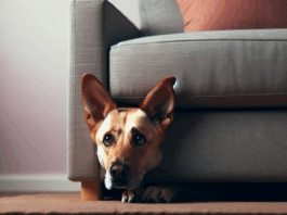 How to Recognize Signs of Stress in Your Pets